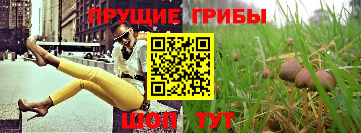 Галлюциногенные грибы Psilocybine cubensis Луховицы